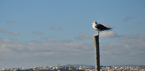 BirdWatching Observação de aves na Ria Formosa