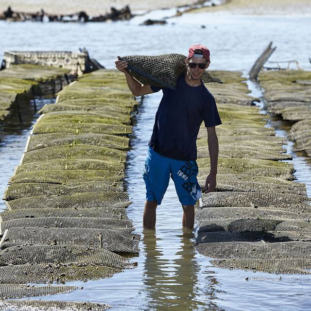 Festa da Ria Formosa o melhor marisco à mesa